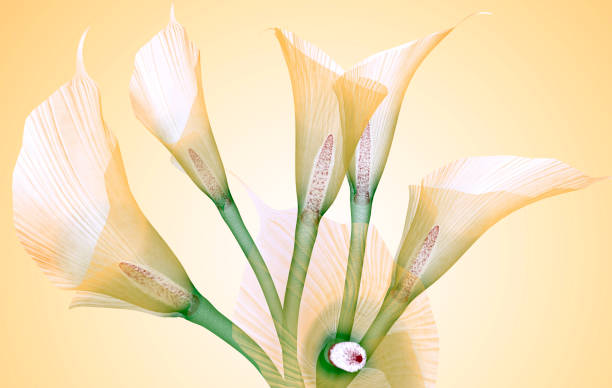 istock x-ray image of a flower isolated on yellowe , the Calla Lily 1032604362