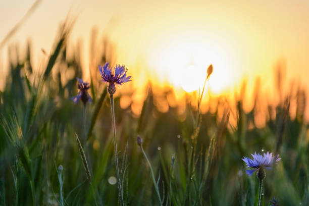 istock Purple flower on a wheat field against the sun. 1032608200