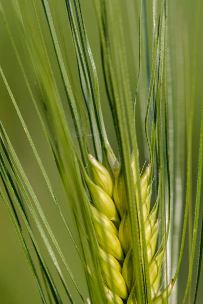 nahaufnahme einer jungen weizen filiale, mit samen vor unscharfen hintergrund - wheat whole wheat close up corn on the cob stock-fotos und bilder