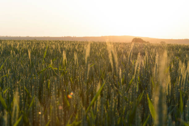 nahaufnahme einer jungen weizen filiale, mit samen vor unscharfen hintergrund - wheat whole wheat close up corn on the cob stock-fotos und bilder