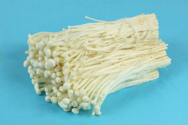 istock Golden needle mushroom isolated on blue background 1032609460