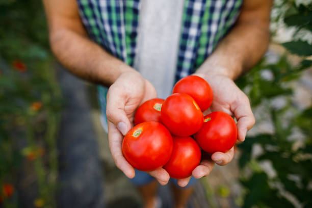 istock Hands holding tomato harvest-close up 1032610982