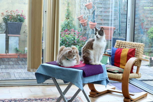 istock Two Beautiful Domestic Cats At Home 1032612664