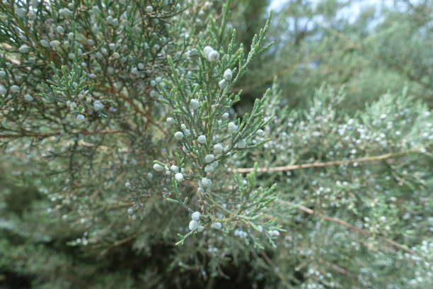 istock Blue berries on branch of Pfitzer juniper 1032612946