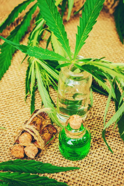 istock Cannabis herb and leaves for treatment broth, tincture, extract, oil. Selective focus. 1032612956