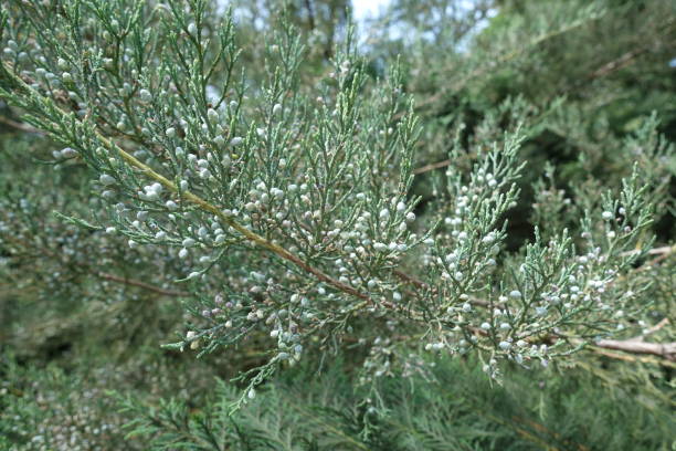 istock Shoot of Pfitzer juniper with lots of berries 1032612976