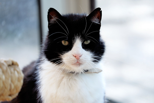 Black And White Cat In Front Of The Window, Domestic Cute Cat Portrait Close Up Only Head