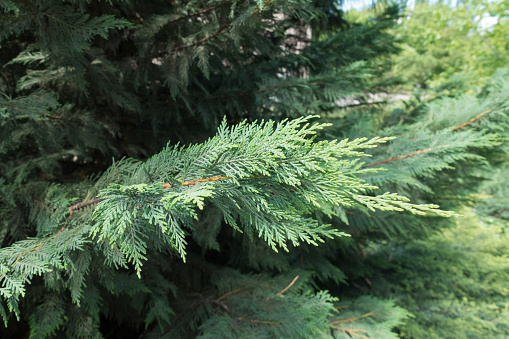 Close view of branch of Port Orford cedar