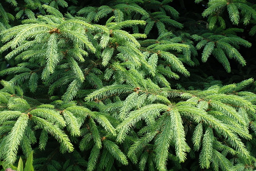 Close up of evergreen tree with cone. Do ex