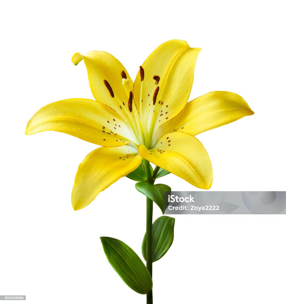Beautiful Yellow Lily On A White Background Isolated On White ...