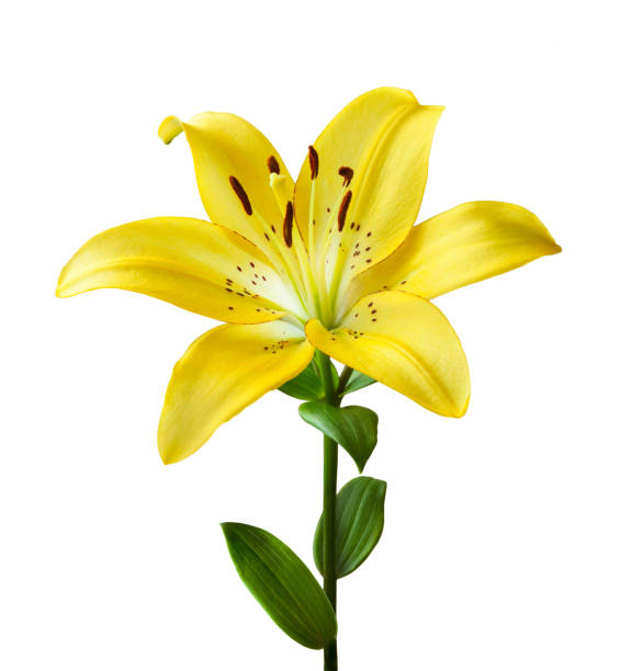beautiful yellow lily on a white background. isolated on white background a lily flower with a stem and leaves. - lily nature flower macro imagens e fotografias de stock