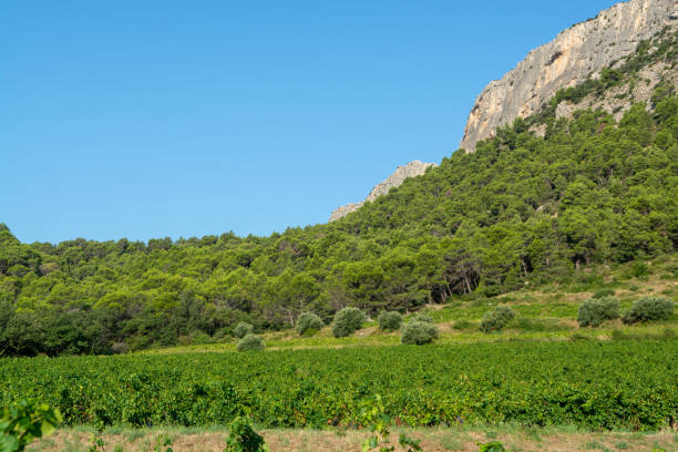 istock French red  AOC wine grapes plant 1032622122