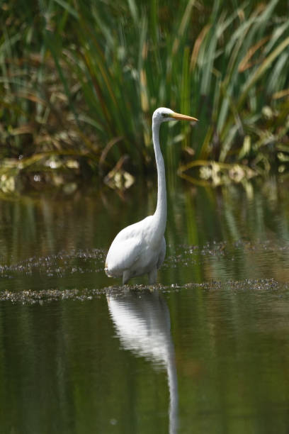 istock Great egret (Ardea alba), real wildlife - no ZOO 1032622654