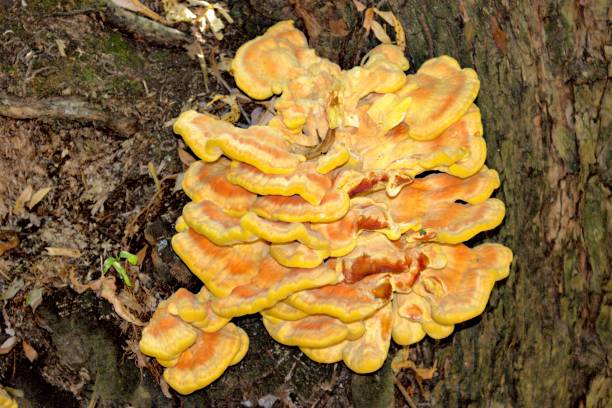 istock Mushroom close-up growing on a large wide tree on the leaves background. 1032622874