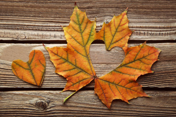 istock Dry maple leaf with heart on brown wooden table 1032622950