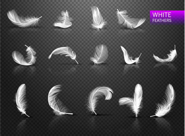набор изолированных падающих белых пушистых закрученных перьев на прозрачном фоне в реалистичном стиле. иллюстрация вектора - feather stock illustrations