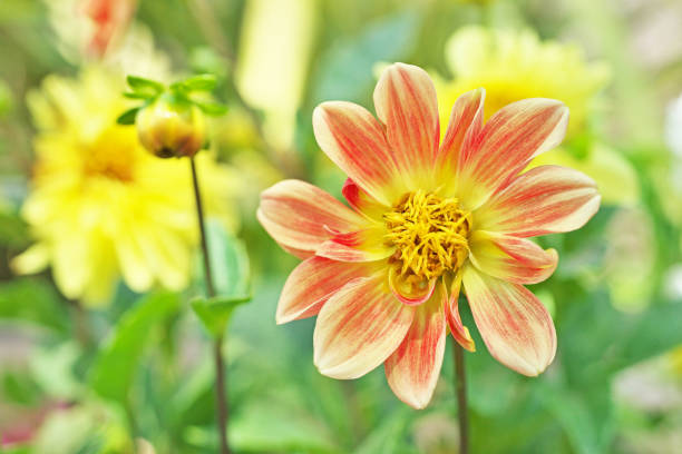 istock Flower of the The dahlia 1032632948