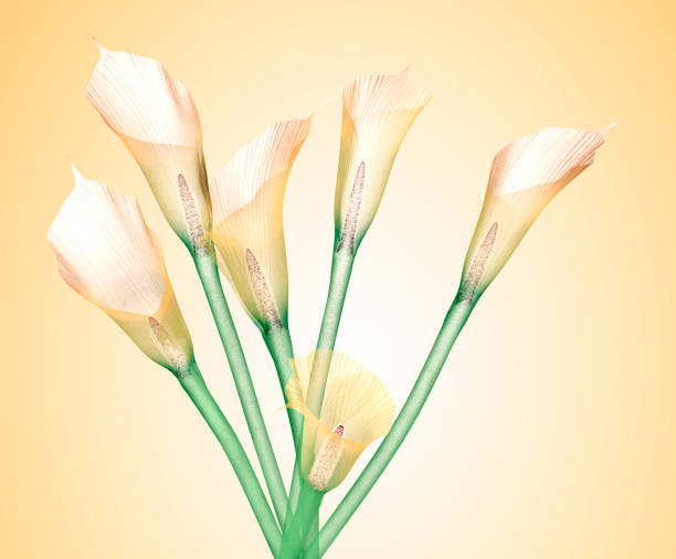 istock x-ray image of a flower isolated on yellowe , the Calla Lily 1032633106