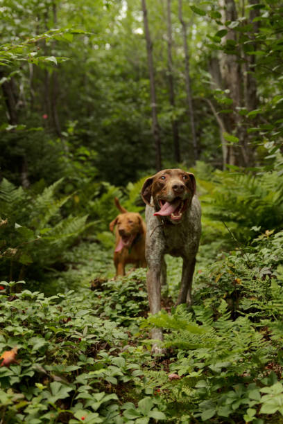 Dogs Running Through Green Forest stock photo