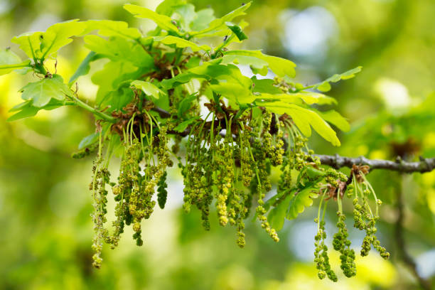 istock Pedenculate Oak (Quercus robur) Flowering 1032636180