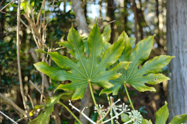 fatsia japonica (aralia japonais). gros plan de la feuille avec les bords jaunis. - yellowed edges photos et images de collection