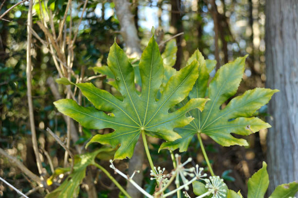 fatsia 나무 (일본 aralia) yellowed 가장자리와 잎의 클로즈업입니다. - yellowed edges 뉴스 사진 이미지