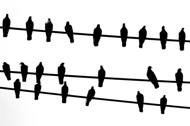 istock Pigeon birds on wires (black and white) 1032640270
