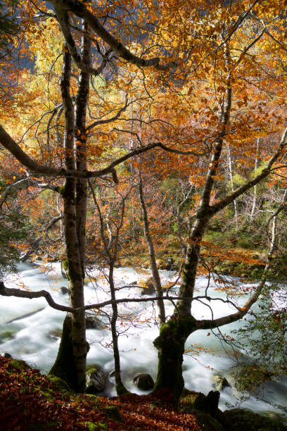 istock Autumn in Ordesa National park 1032640878