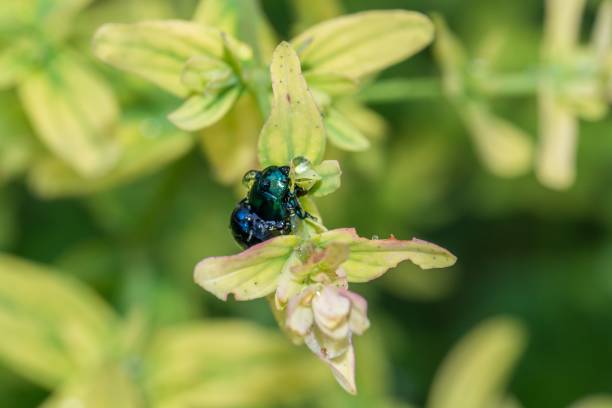 istock Shimmering beetle with drops of water on its back 1032641176