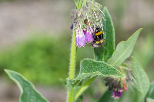 istock Bumblebee is sitting on a flower, Germany 1032641496