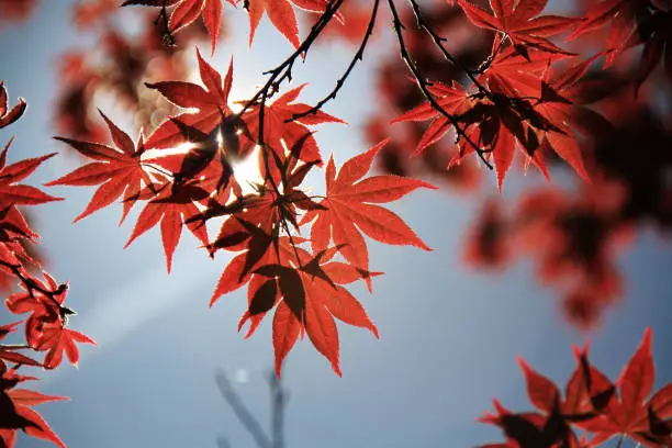 Photo of maple leaves in sunlight