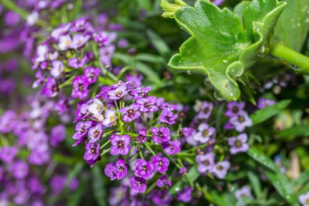 istock flowers with raindrops after a summer rain 1032641774