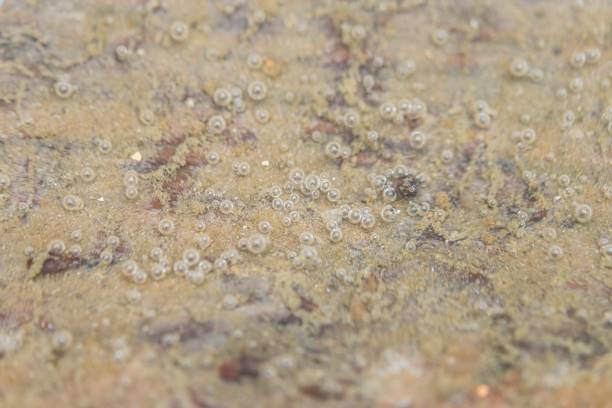 istock Air bubbles at the bottom of a water trough 1032641812