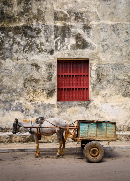 istock Horse and Buggy in Cuba 1032641940