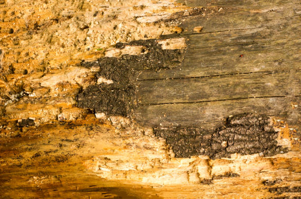 istock Texture of the bark of a pine. Mockup. Background 1032649448