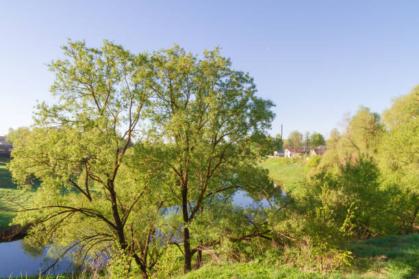 istock The river in the spring with a thick bushy trees on the shore 1032649622