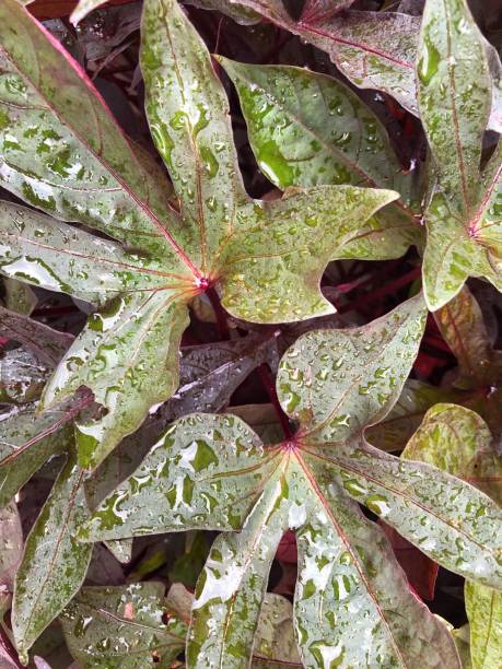 istock Oranamental Sweet Potato Leaves Close-up 1032649952