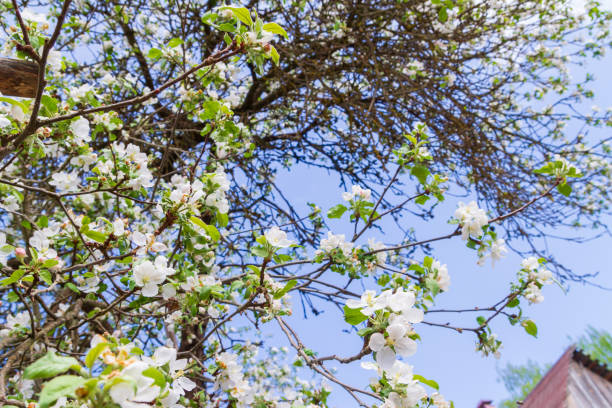 istock Apple tree blooms in spring in clear weather 1032650150