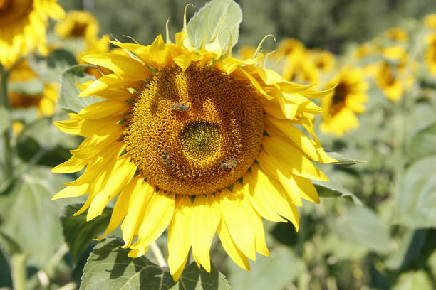 istock field of sunflowers 1032655494