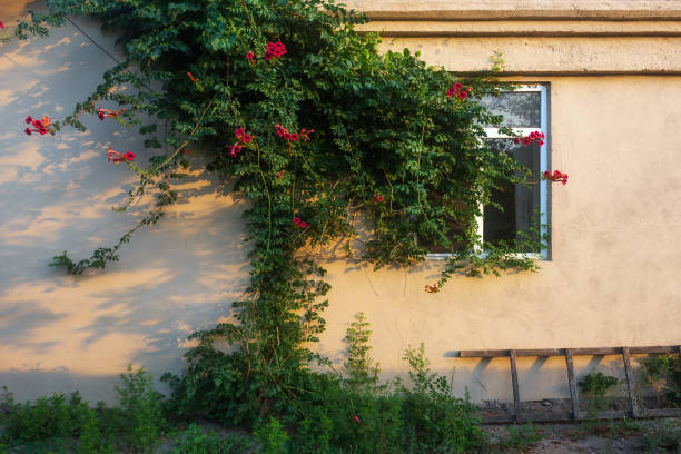 A section of a house with its walls covered in climbing plants.