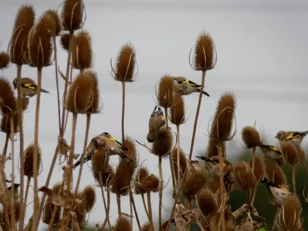 Young Goldfinches have just landed on a bunch of teasel plants in a nature reserve. It was an overcast day and very faint lines formed by electricity wires can just be seen crossing the grey sky behind the plants.