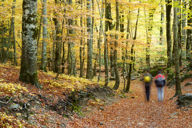 istock Autumn in Ordesa National park 1032662552