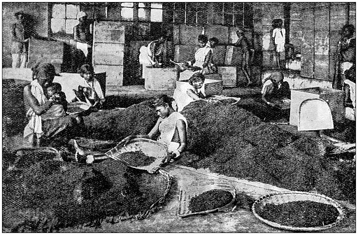 Antique photograph: Tea crop cultivation industry