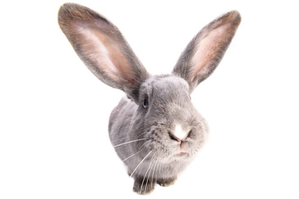 istock A curiouse rabbit portrait. Cute grey bunny with long ears isolated on white background. 1032668180