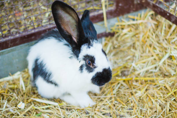 istock Little rabbit relaxing outdoors. 1032674138