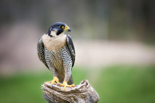 Peregrine Falcon Peregrine Falcon ornithology photos stock pictures, royalty-free photos & images