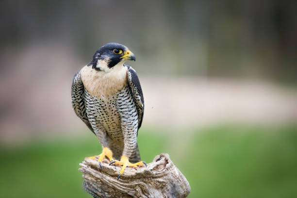 sokół wędrowny - peregrine falcon zdjęcia i obrazy z banku zdjęć