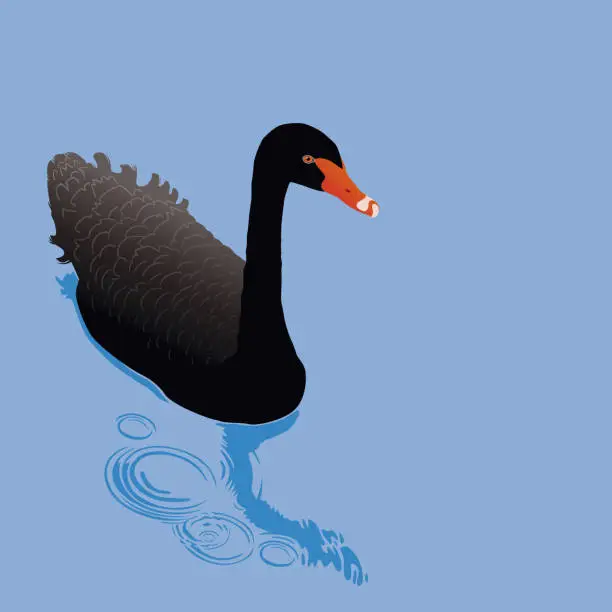 Vector illustration of Black Swan On a Lake