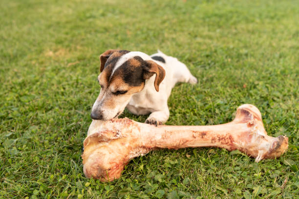 piccolo cane carino mangia un osso enorme con carne e masticare - jack russell terrier 11 anni - bite sized foto e immagini stock
