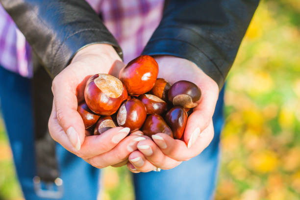 istock Autumn chestnuts in young woman's hands. 1032682220